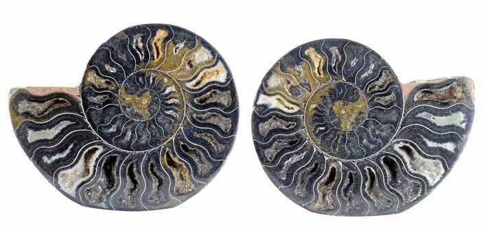 Split Black/Orange Ammonite Pair - Unusual Coloration #55608